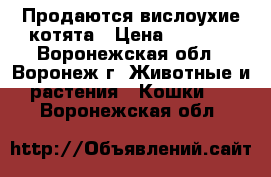 Продаются вислоухие котята › Цена ­ 1 500 - Воронежская обл., Воронеж г. Животные и растения » Кошки   . Воронежская обл.